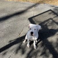 Inman Animal Hospital ico