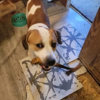 Smith Animal Hospital ico