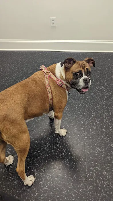 Pet's Favorite Vet & Play Place Picture 1