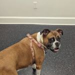 Pet's Favorite Vet & Play Place