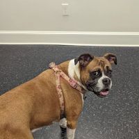Pet's Favorite Vet & Play Place ico