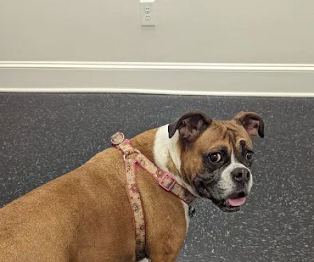 Pet's Favorite Vet & Play Place