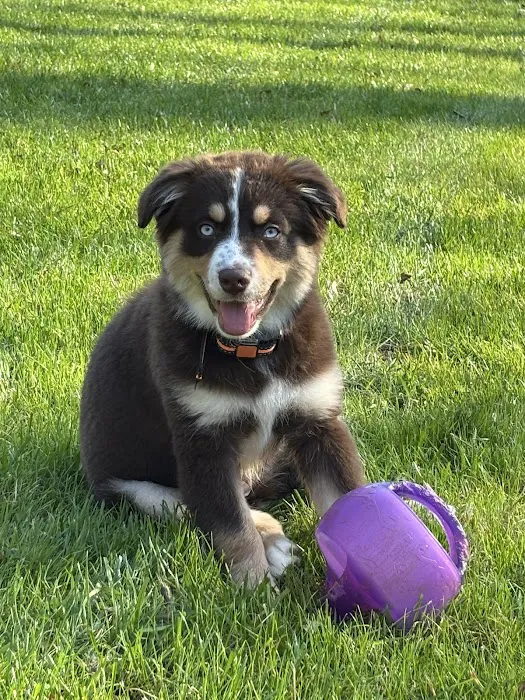 Pet's Favorite Vet & Play Place Picture 6