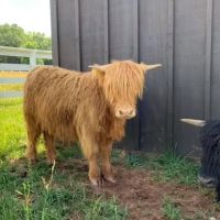 Orchard Hill Vet Clinic ico