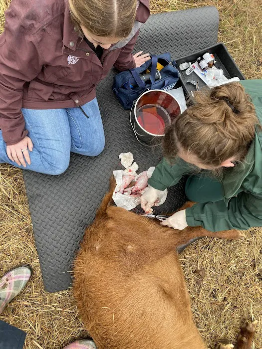 Orchard Hill Vet Clinic Picture 6