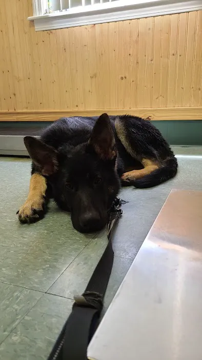 All Saints Animal Hospital Picture 1