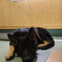 All Saints Animal Hospital ico
