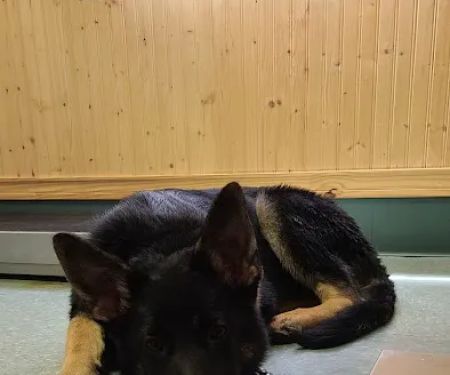All Saints Animal Hospital
