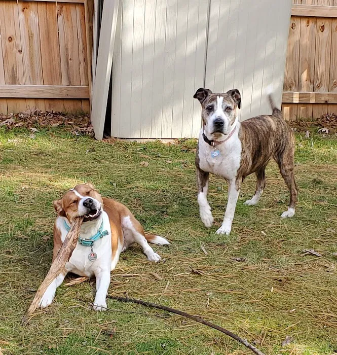 All Saints Animal Hospital Picture 2
