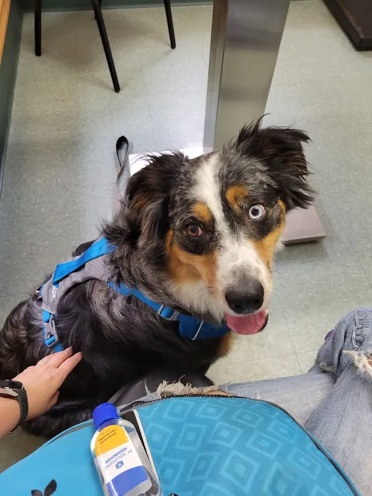 All Saints Animal Hospital Picture 8