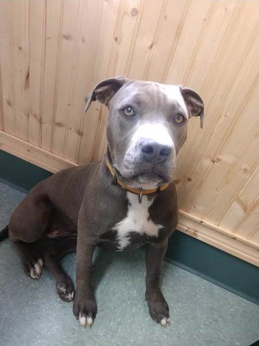 All Saints Animal Hospital Picture 10