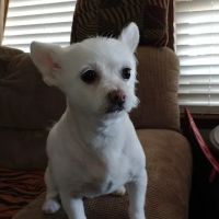 Animal Care Hospital ico