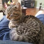 Hendersonville Veterinary Hospital