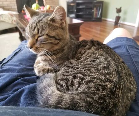 Hendersonville Veterinary Hospital