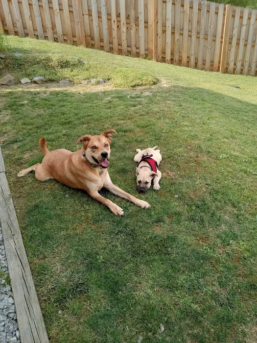 Hendersonville Veterinary Hospital Picture 9