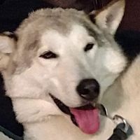 Animals R Us ico