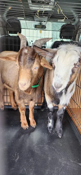 Animals R Us Picture 7