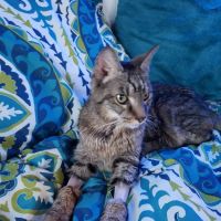 Western Carolina Regional Animal Hospital & Emergency Hospital ico