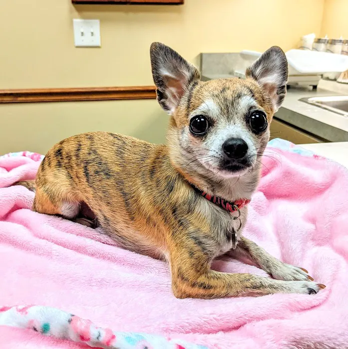 Western Carolina Regional Animal Hospital & Emergency Hospital Picture 5