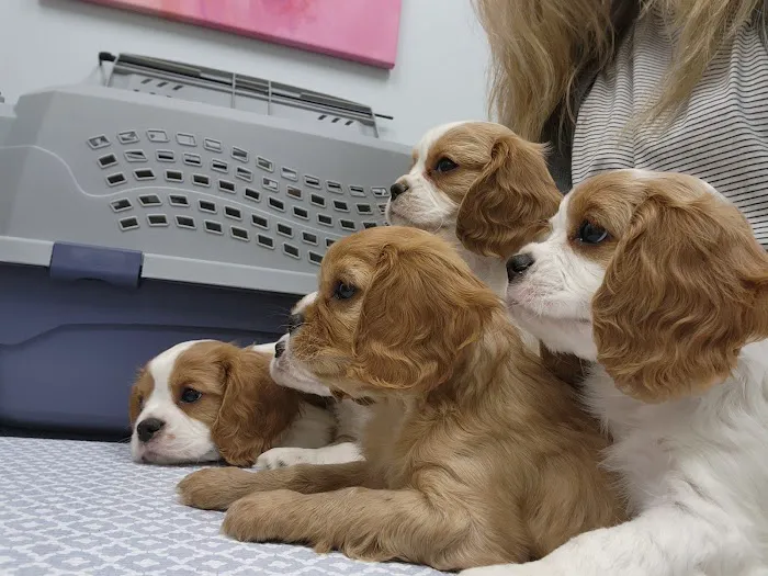 Sage Pet Hospital Picture 2