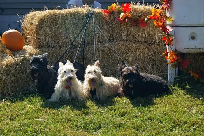 Health Care For Pets Hospital Picture 2