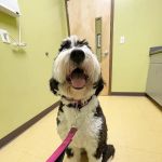Pinnacle Animal Hospital