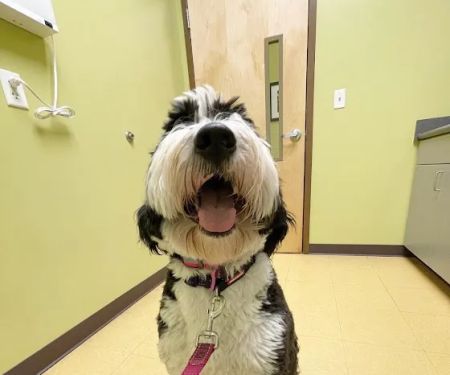 Pinnacle Animal Hospital