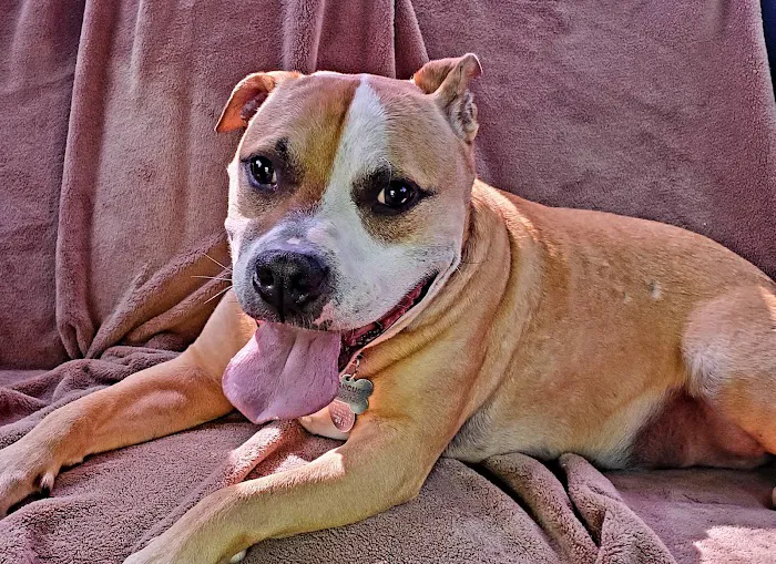 Pinnacle Animal Hospital Picture 6