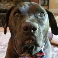 Avery Creek Pet Hospital ico