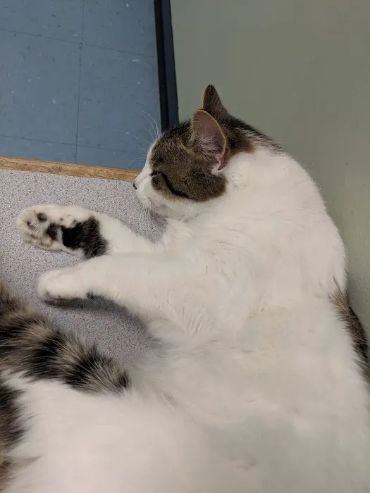 Avery Creek Pet Hospital Picture 4