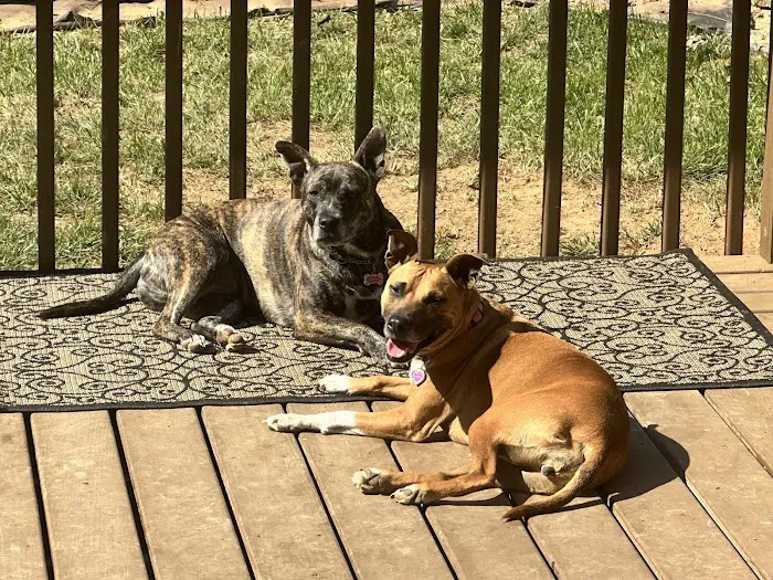Avery Creek Pet Hospital Picture 9