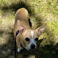 Laurel Park Animal Hospital ico