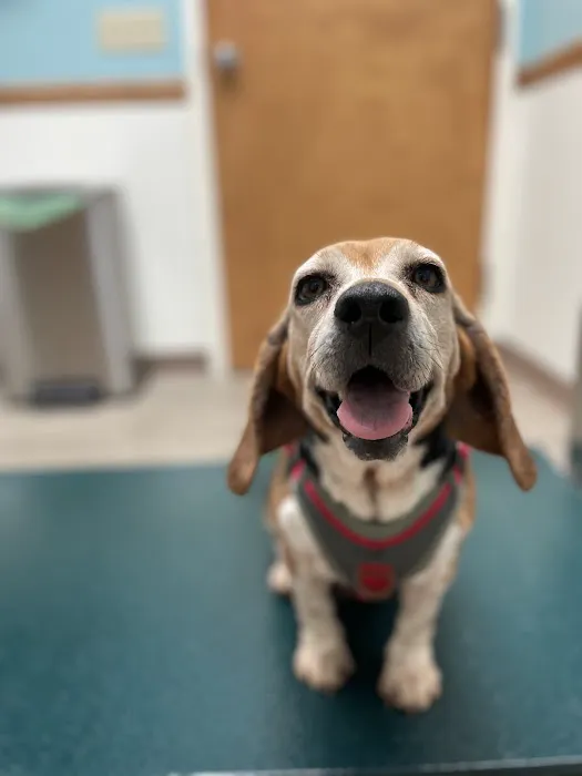 Laurel Park Animal Hospital Picture 4
