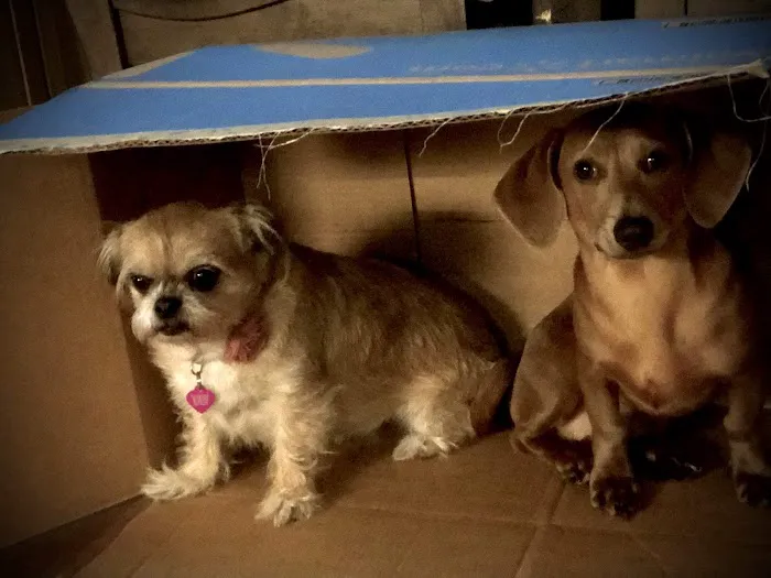 Laurel Park Animal Hospital Picture 10