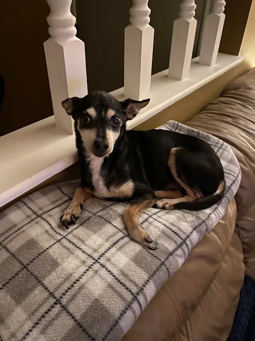 Mills River Animal Clinic Picture 2