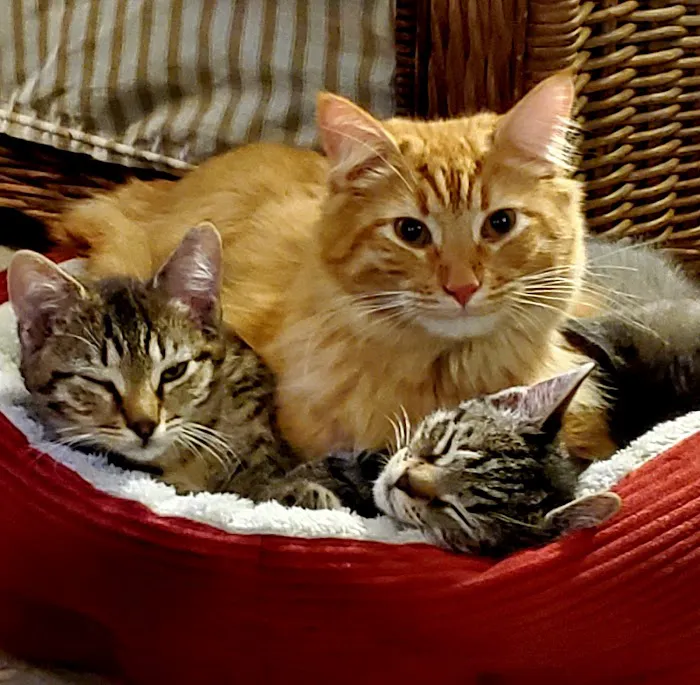 Mills River Animal Clinic Picture 10