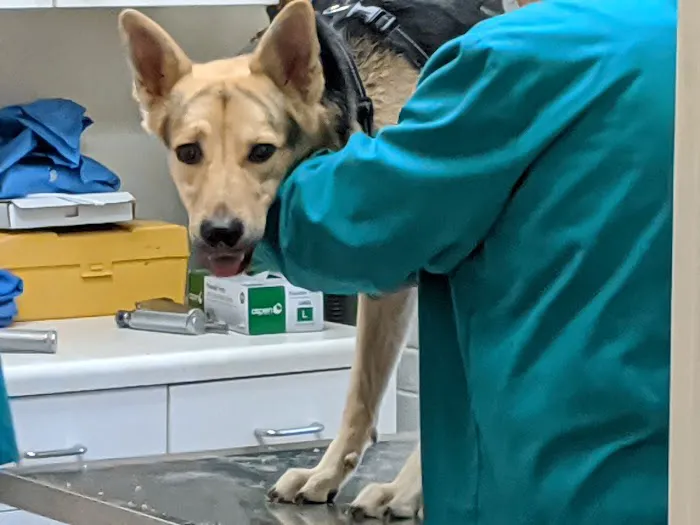 Merry Forest Animal Hospital Picture 3