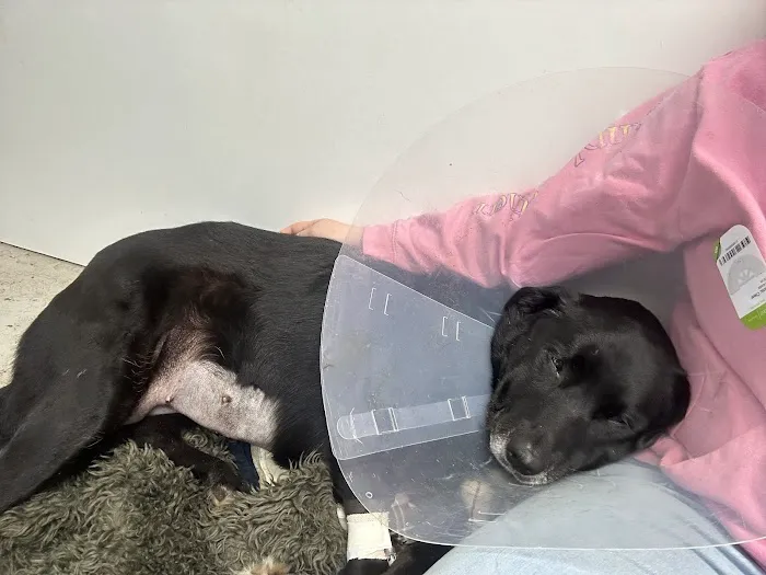 West Spartan Animal Hospital Picture 4
