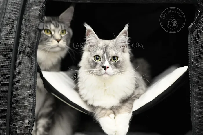 Lake View Coons Maine Coon Cattery Picture 3