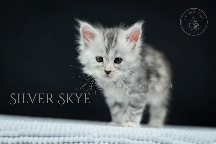 Lake View Coons Maine Coon Cattery Picture 4