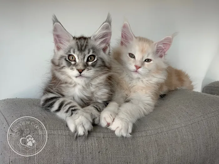 Lake View Coons Maine Coon Cattery Picture 5