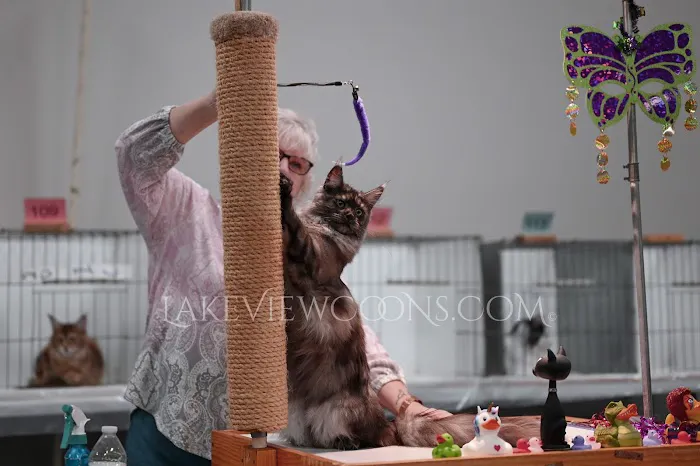 Lake View Coons Maine Coon Cattery Picture 6