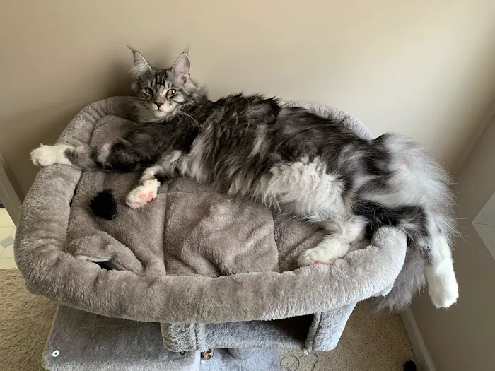 Lake View Coons Maine Coon Cattery Picture 9