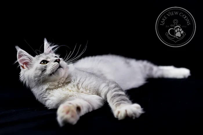 Lake View Coons Maine Coon Cattery Picture 10