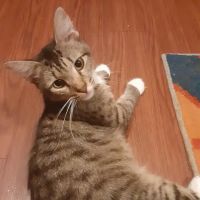 Double Springs Veterinary Hospital ico