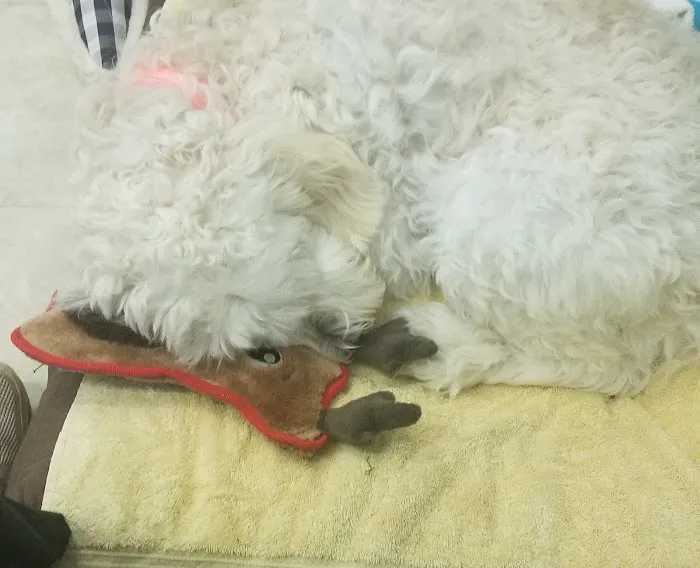 Double Springs Veterinary Hospital Picture 5
