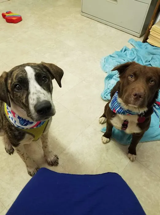 Double Springs Veterinary Hospital Picture 4