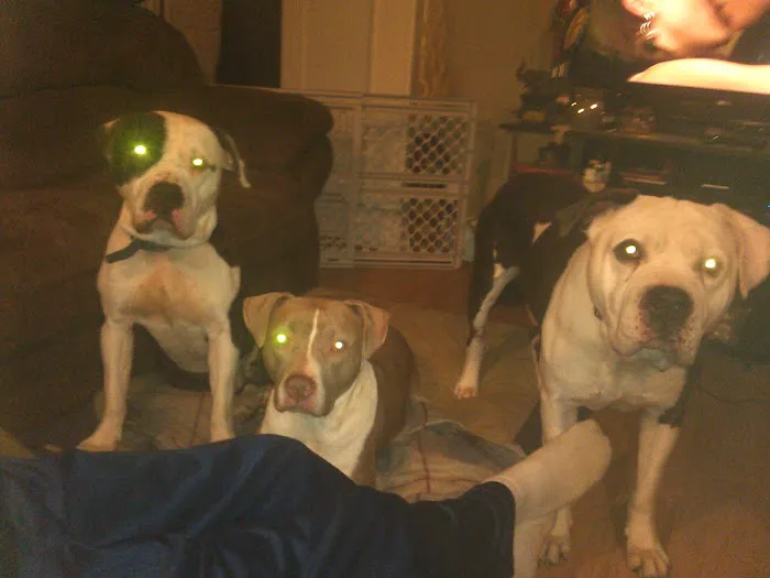 Double Springs Veterinary Hospital Picture 10