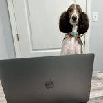 Harrison Animal Hospital