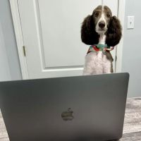 Harrison Animal Hospital ico